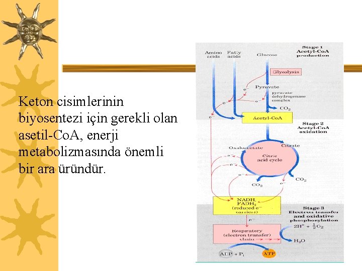 Keton cisimlerinin biyosentezi için gerekli olan asetil-Co. A, enerji metabolizmasında önemli bir ara üründür.