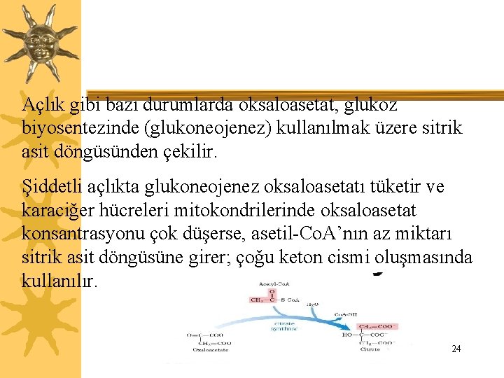 Açlık gibi bazı durumlarda oksaloasetat, glukoz biyosentezinde (glukoneojenez) kullanılmak üzere sitrik asit döngüsünden çekilir.