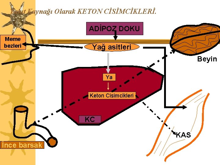 Yakıt Kaynağı Olarak KETON CİSİMCİKLERİ. ADİPOZ DOKU Meme bezleri Yağ asitleri Beyin Ya Keton
