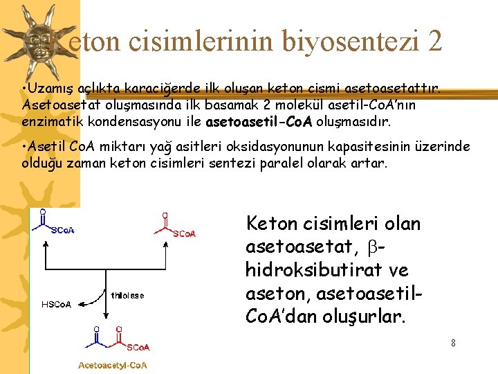 Keton cisimlerinin biyosentezi 2 • Uzamış açlıkta karaciğerde ilk oluşan keton cismi asetoasetattır. Asetoasetat