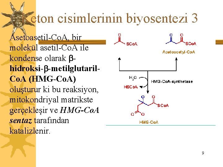 Keton cisimlerinin biyosentezi 3 Asetoasetil-Co. A, bir molekül asetil-Co. A ile kondense olarak hidroksi-