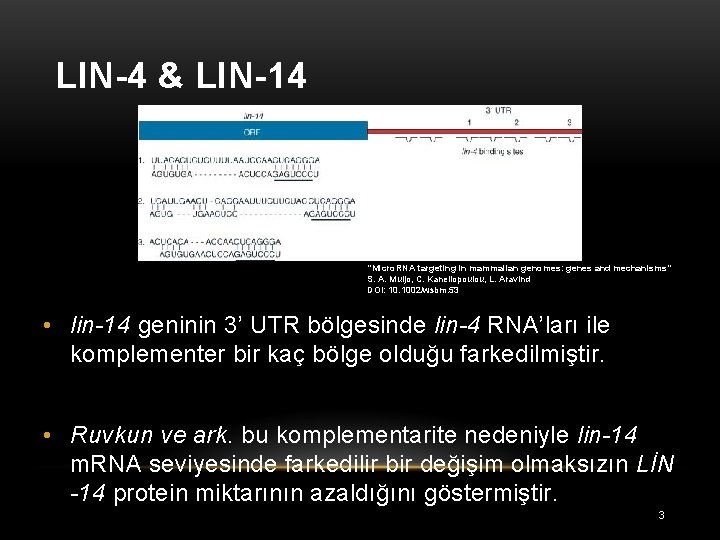 LIN-4 & LIN-14 “Micro. RNA targeting in mammalian genomes: genes and mechanisms” S. A.