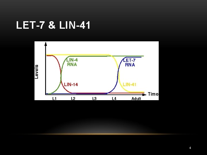 LET-7 & LIN-41 4 