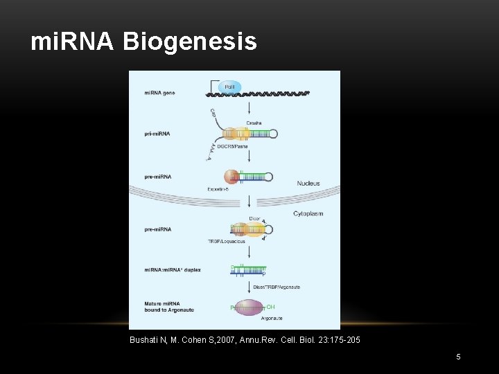 mi. RNA Biogenesis Bushati N, M. Cohen S, 2007, Annu. Rev. Cell. Biol. 23: