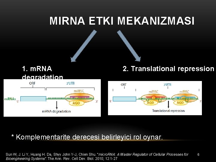 MIRNA ETKI MEKANIZMASI 1. m. RNA degradation 2. Translational repression * Komplementarite derecesi belirleyici
