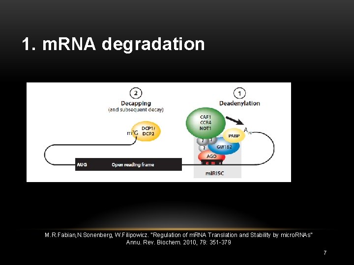 1. m. RNA degradation M. R. Fabian, N. Sonenberg, W. Filipowicz. “Regulation of m.