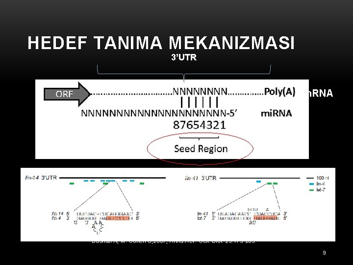 HEDEF TANIMA MEKANIZMASI 3’UTR m. RNA Bushati N, M. Cohen S, 2007, Annu. Rev.