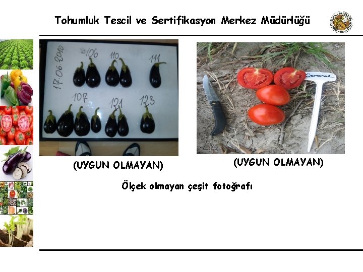 Tohumluk Tescil ve Sertifikasyon Merkez Müdürlüğü (UYGUN OLMAYAN) Ölçek olmayan çeşit fotoğrafı 