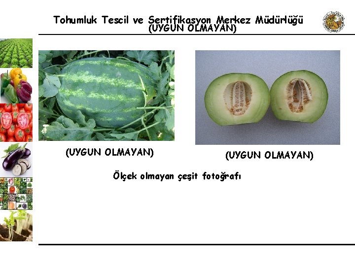 Tohumluk Tescil ve Sertifikasyon Merkez Müdürlüğü (UYGUN OLMAYAN) Ölçek olmayan çeşit fotoğrafı 