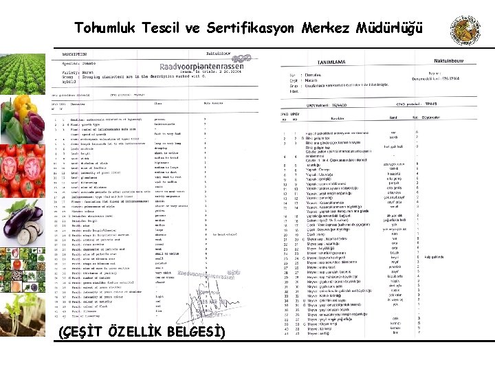 Tohumluk Tescil ve Sertifikasyon Merkez Müdürlüğü (ÇEŞİT ÖZELLİK BELGESİ) 