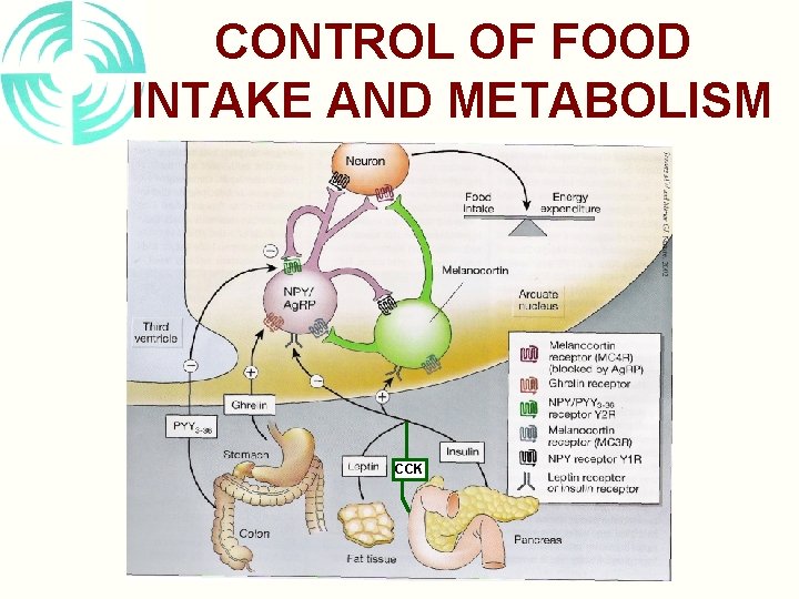 CONTROL OF FOOD INTAKE AND METABOLISM CCK 