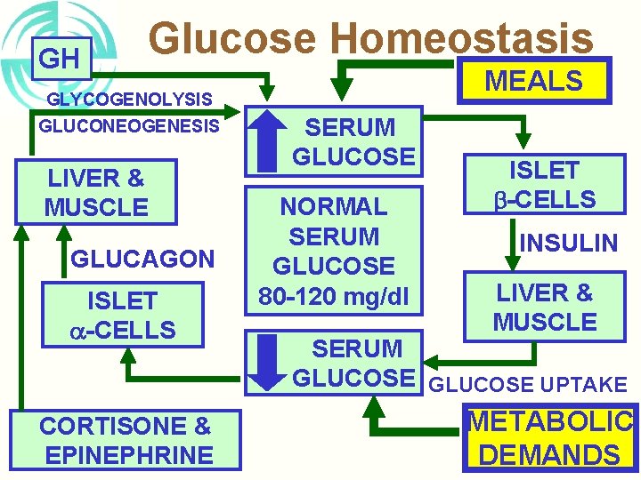 GH Glucose Homeostasis GLYCOGENOLYSIS GLUCONEOGENESIS LIVER & MUSCLE GLUCAGON ISLET -CELLS CORTISONE & EPINEPHRINE