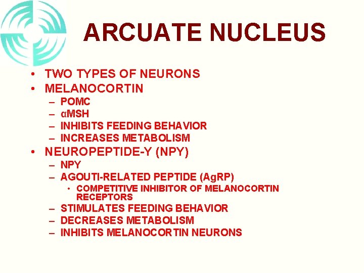 ARCUATE NUCLEUS • TWO TYPES OF NEURONS • MELANOCORTIN – – POMC αMSH INHIBITS