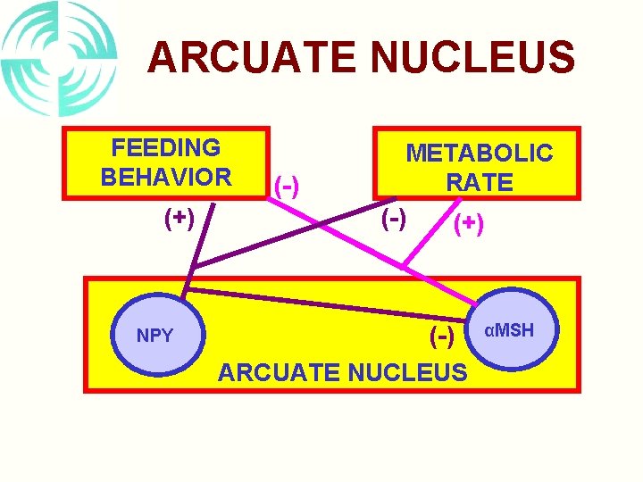 ARCUATE NUCLEUS FEEDING BEHAVIOR (+) NPY (-) METABOLIC RATE (-) (+) (-) ARCUATE NUCLEUS