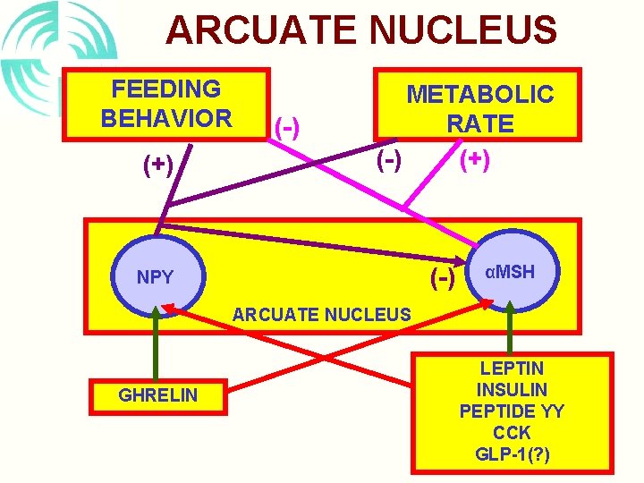 ARCUATE NUCLEUS FEEDING BEHAVIOR (+) (-) METABOLIC RATE (-) (+) (-) NPY αMSH ARCUATE