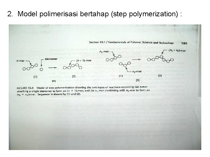 2. Model polimerisasi bertahap (step polymerization) : 