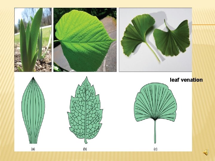 leaf venation 