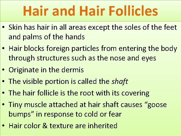 Hair and Hair Follicles • Skin has hair in all areas except the soles