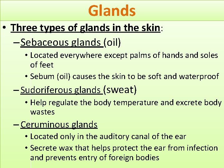 Glands • Three types of glands in the skin: – Sebaceous glands (oil) •