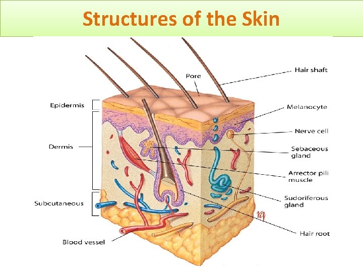 Structures of the Skin 