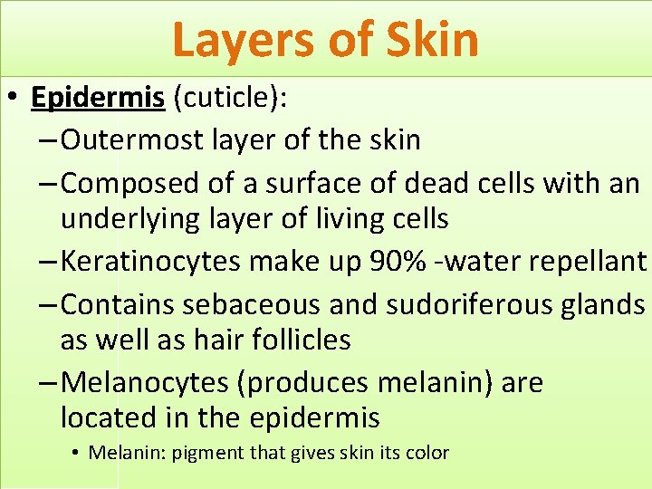 Layers of Skin • Epidermis (cuticle): – Outermost layer of the skin – Composed