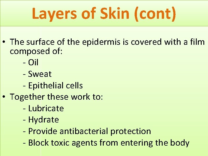 Layers of Skin (cont) • The surface of the epidermis is covered with a