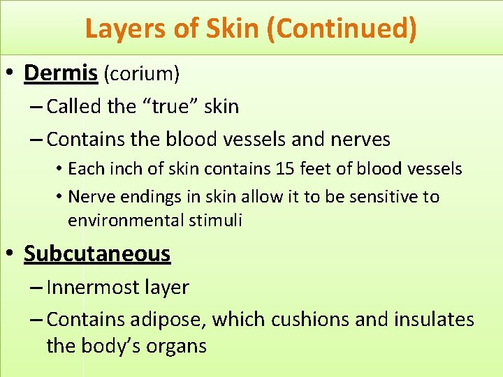 Layers of Skin (Continued) • Dermis (corium) – Called the “true” skin – Contains