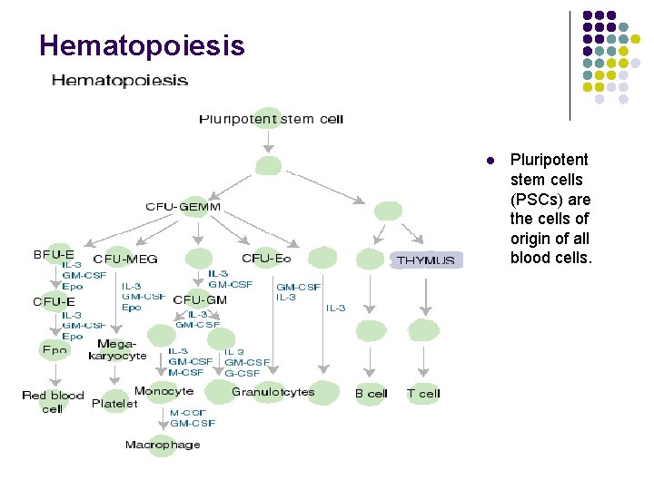 Hematopoiesis l Pluripotent stem cells (PSCs) are the cells of origin of all blood