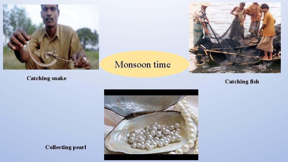 Monsoon time Catching snake Collecting pearl Catching fish 