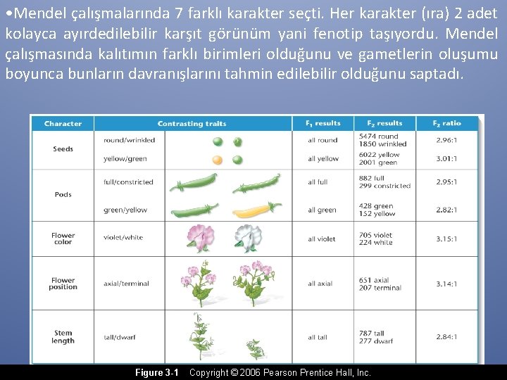  • Mendel çalışmalarında 7 farklı karakter seçti. Her karakter (ıra) 2 adet kolayca