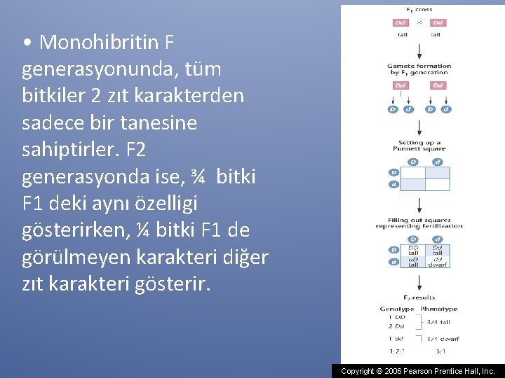  • Monohibritin F generasyonunda, tüm bitkiler 2 zıt karakterden sadece bir tanesine sahiptirler.