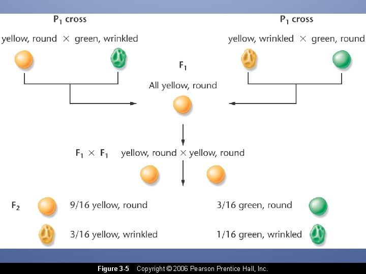 Figure 3 -5 Copyright © 2006 Pearson Prentice Hall, Inc. 