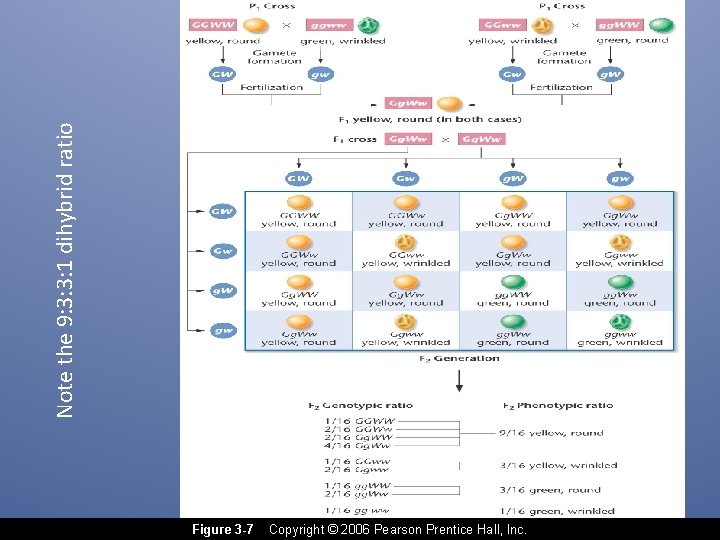 Note the 9: 3: 3: 1 dihybrid ratio Figure 3 -7 Copyright © 2006
