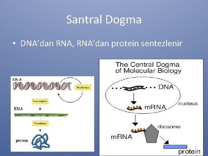 Santral Dogma • DNA’dan RNA, RNA’dan protein sentezlenir 