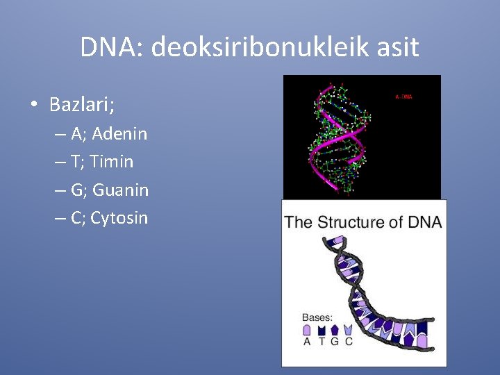 DNA: deoksiribonukleik asit • Bazlari; – A; Adenin – T; Timin – G; Guanin