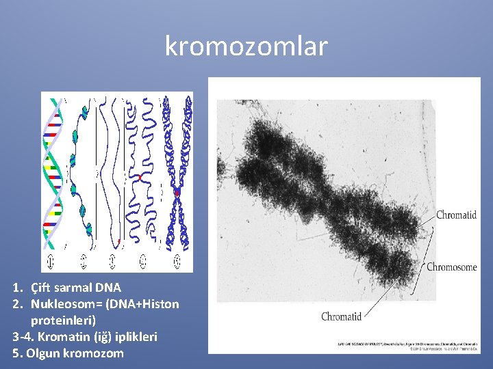 kromozomlar 1. Çift sarmal DNA 2. Nukleosom= (DNA+Histon proteinleri) 3 -4. Kromatin (iğ) iplikleri