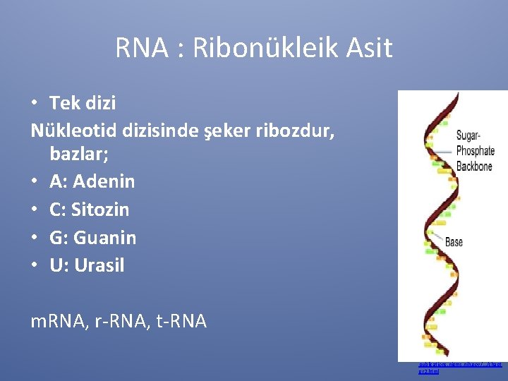 RNA : Ribonükleik Asit • Tek dizi Nükleotid dizisinde şeker ribozdur, bazlar; • A: