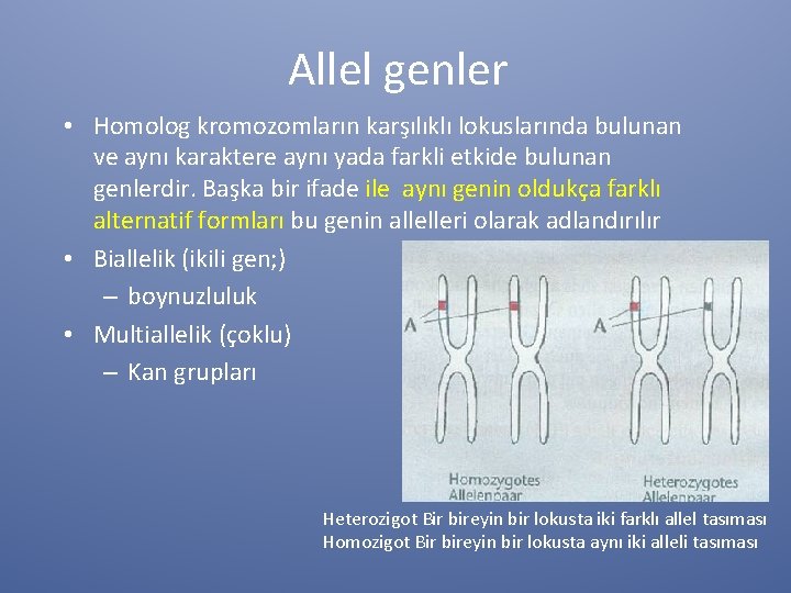 Allel genler • Homolog kromozomların karşılıklı lokuslarında bulunan ve aynı karaktere aynı yada farkli