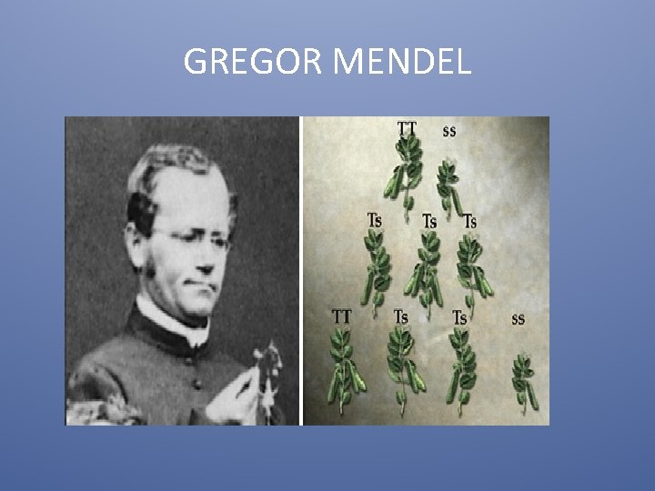 GREGOR MENDEL 