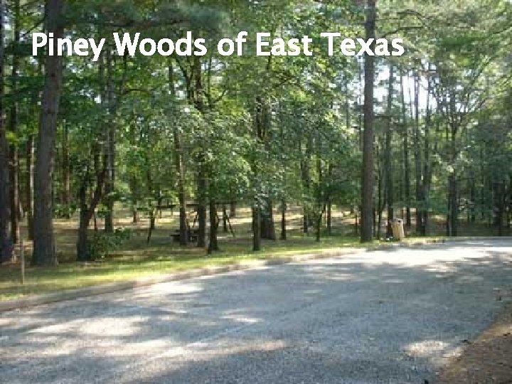 Piney Woods of East Texas 