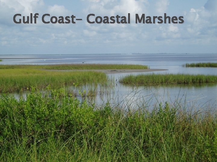 Gulf Coast- Coastal Marshes 