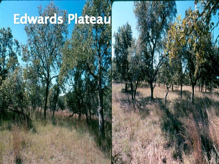 Edwards Plateau 