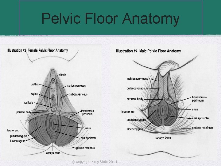 Pelvic Floor Anatomy © Copyright Amy Stein 2014 