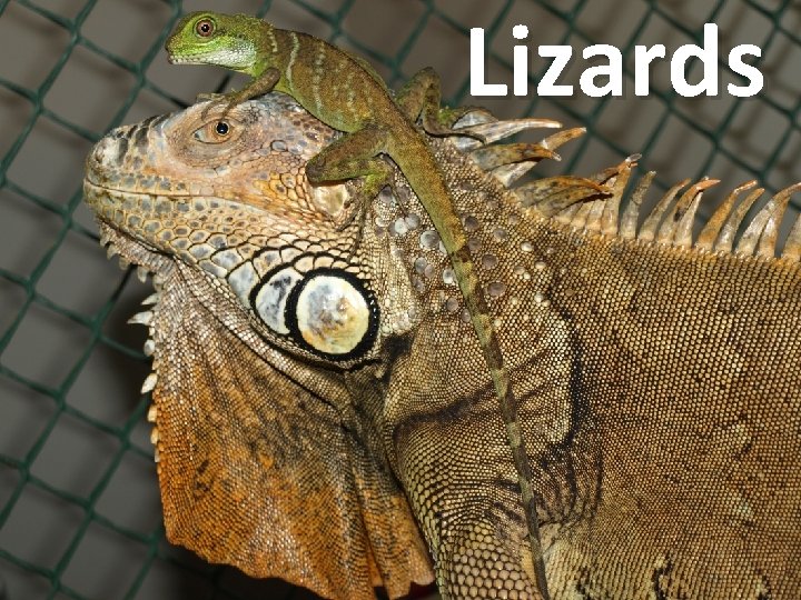 Lizards 