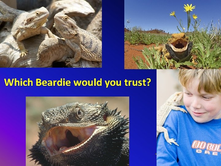 Which Beardie would you trust? 