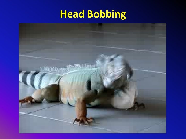 Head Bobbing 
