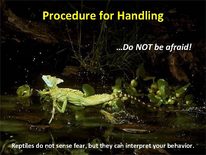 Procedure for Handling …Do NOT be afraid! Reptiles do not sense fear, but they
