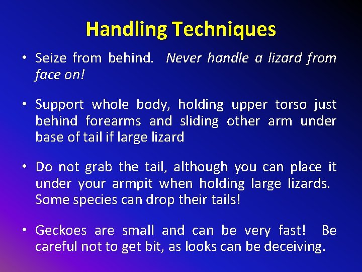 Handling Techniques • Seize from behind. Never handle a lizard from face on! •