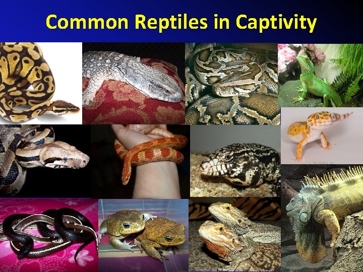 Common Reptiles in Captivity 