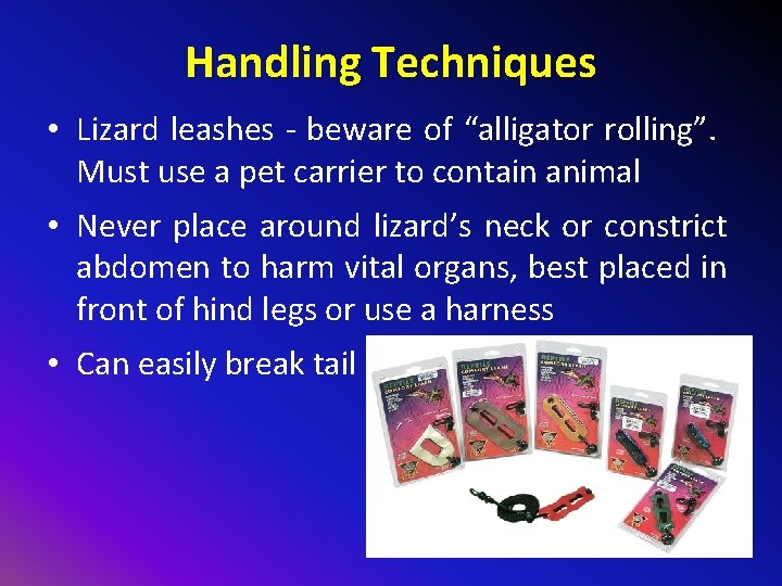 Handling Techniques • Lizard leashes - beware of “alligator rolling”. Must use a pet